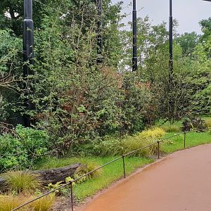 Ring-tailed lemur walk-through enclosure