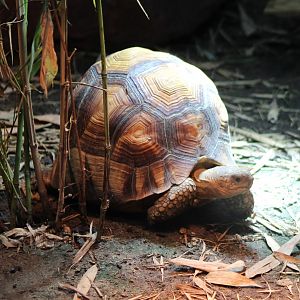 Ploughshare tortoise