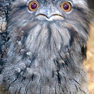 Young tawny frogmouth; Birdworld; 10th October 2019