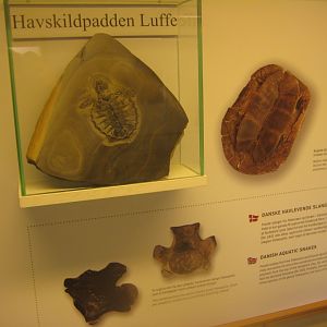 Luffe the sea turtle