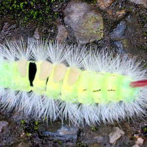 Caterpillar ID?; Birdworld; 10th October 2019