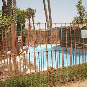 Hurghada Grand Aquarium - Great white pelican enclosure