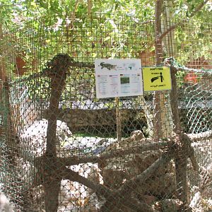Hurghada Grand Aquarium - Nile crocodile exhibit