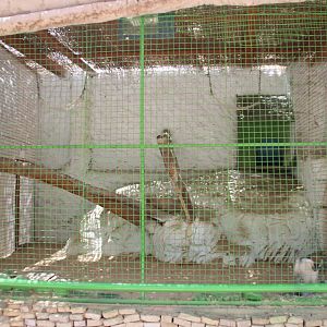Hurghada Grand Aquarium - Vervet exhibit