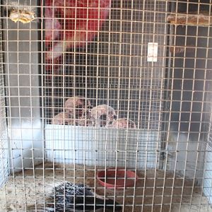 Hurghada Grand Aquarium - Crested porcupine cage