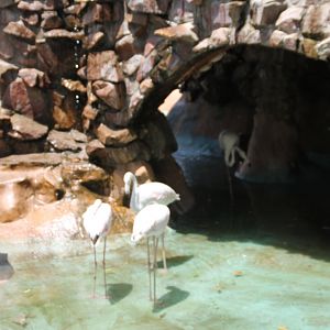 Hurghada Grand Aquarium - Greater Flamingo exhibit