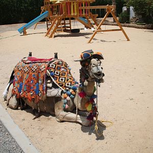 Hurghada Grand Aquarium - Dromedary camel (ride?)
