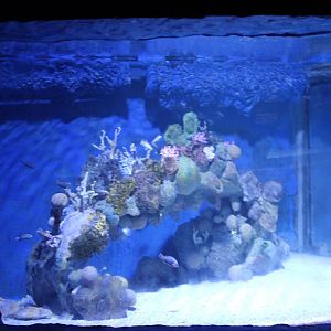 Hurghada Grand Aquarium - Red Sea tank