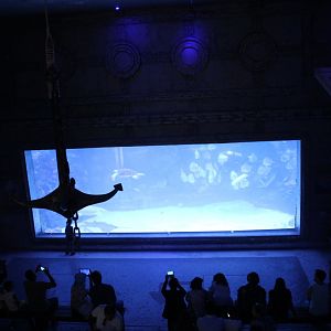 Hurghada Grand Aquarium - Biggest tank