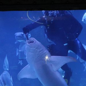Hurghada Grand Aquarium - Shark feeding, in the biggest tank