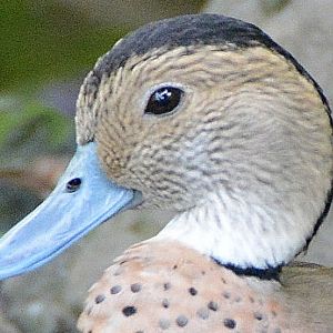 Ringed teal Portrait