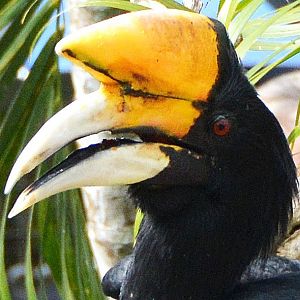 Hornbill Portrait