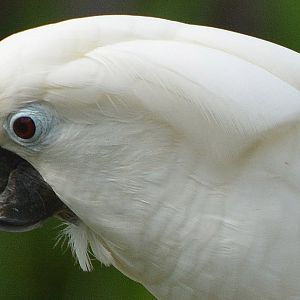 White cockatoo Portrait