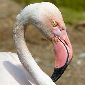 Flamingo Portrait