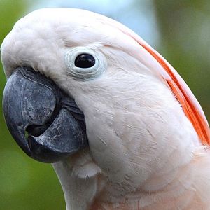 Salmon-crested cockatoo Portrait