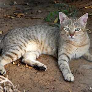 Gordon's wildcat (Felis lybica gordoni) Sept 2018