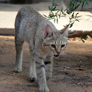 Gordon's wildcat (Felis lybica gordoni) Sept 2018