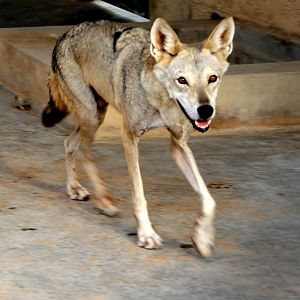 Arabian wolf (Canis lupus arabs) Sept 2018