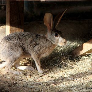 Arabian hare (Lepus capensis arabicus) Sept 2018