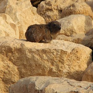 Arabian rock hyrax (Procavia capensis jayakari) Sept 2018