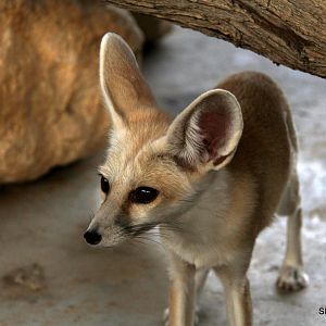 Arabian Rueppell's sand fox (Vulpes rueppellii sabaea) Sept 2018
