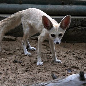 Arabian Rueppell's sand fox (Vulpes rueppellii sabaea) Sept 2018
