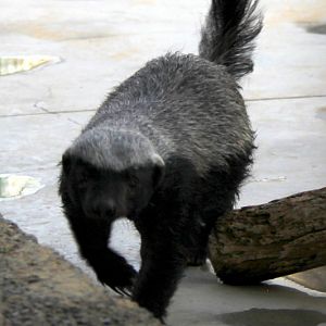 Arabian Ratel (Mellivora capensis pumilio) Sept 2018