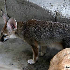 Blanford's fox (Vulpes cana) Sept 2018