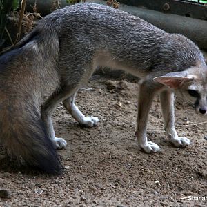 Blanford's fox (Vulpes cana) Sept 2018