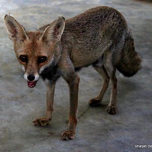 Arabian red fox (Vulpes vulpes arabica) Sept 2018