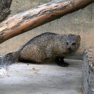 white-tailed mongoose (Ichneumia albicauda) Sept 2018