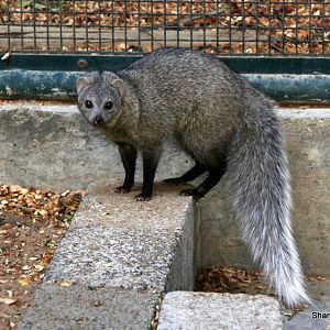 white-tailed mongoose (Ichneumia albicauda) Sept 2018