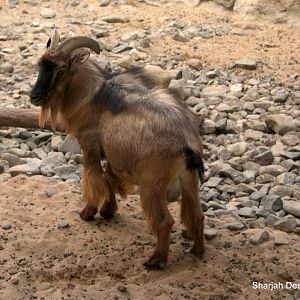 Arabian tahr (Arabitragus jayakari) Sept 2018