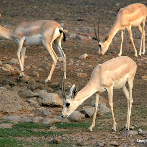Arabian sand gazelle (Gazella marica) Sept 2018