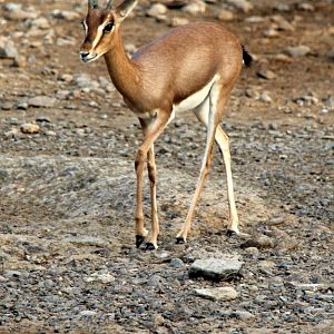Arabian mountain gazelle (Gazella gazella cora) 2018