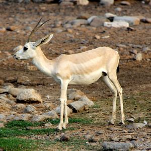 Arabian sand gazelle (Gazella marica) Sept 2018