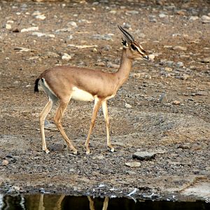 Arabian mountain gazelle (Gazella gazella cora) 2018