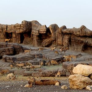 Mixed Arabian ungulate exhibit 2018