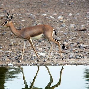 Arabian mountain gazelle (Gazella gazella cora) 2018