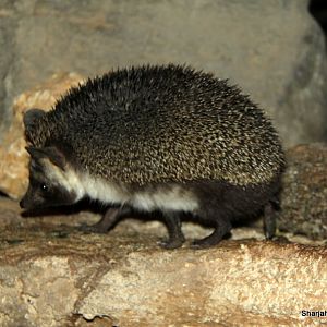 desert hedgehog (Paraechinus aethiopicus) Sept 2018