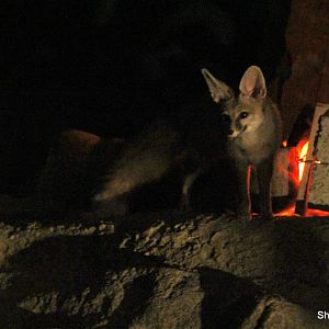 Blanford's fox (Vulpes cana) Sept 2018