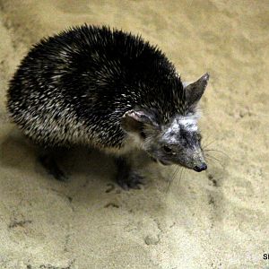 desert hedgehog (Paraechinus aethiopicus) Sept 2018