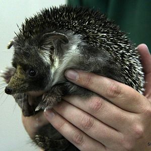 desert hedgehog (Paraechinus aethiopicus) Sept 2018