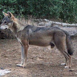 Arabian wolf (Canis lupus arabs) Sept 2018