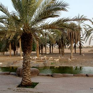 Mixed Arabian Ungulate Exhibit Sept 2018
