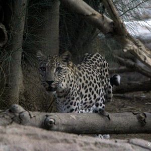 Arabian leopard (Panthera pardus nimr) Sept 2018