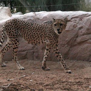 cheetah (Acinonyx jubatus) Sept 2018