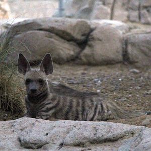 Arabian striped hyena (Hyaena hyaena sultana) Sept 2018