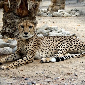 cheetah (Acinonyx jubatus) Sept 2018