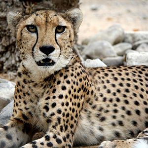cheetah (Acinonyx jubatus) Sept 2018